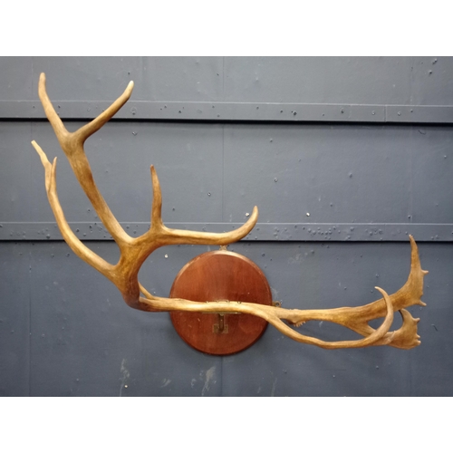 419 - Antler horns mounted on wooden plaque {H 112cm x W 42cm  x D 47cm }.