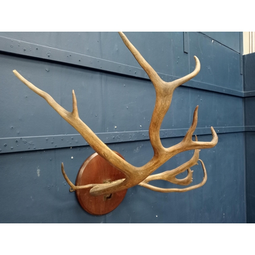 419 - Antler horns mounted on wooden plaque {H 112cm x W 42cm  x D 47cm }.