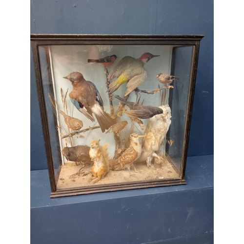 449 - Taxidermy bird case - Owl, Robins, Squirrel, Jay, Rail, Song thrush, Woodcock, Sparrow, Bull Finch, ... 