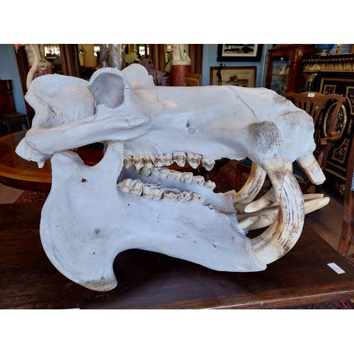 58 - Extremely rare large 19th C. Hippopotamus skull (Hippopotamus amphibius) comprised of upper and lowe... 