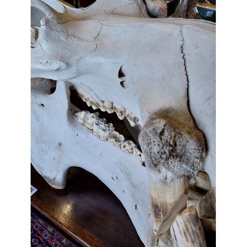 58 - Extremely rare large 19th C. Hippopotamus skull (Hippopotamus amphibius) comprised of upper and lowe... 