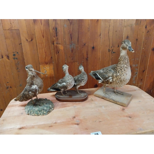 329 - Three taxidermy birds - Ducks and Corncrake