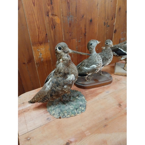 329 - Three taxidermy birds - Ducks and Corncrake