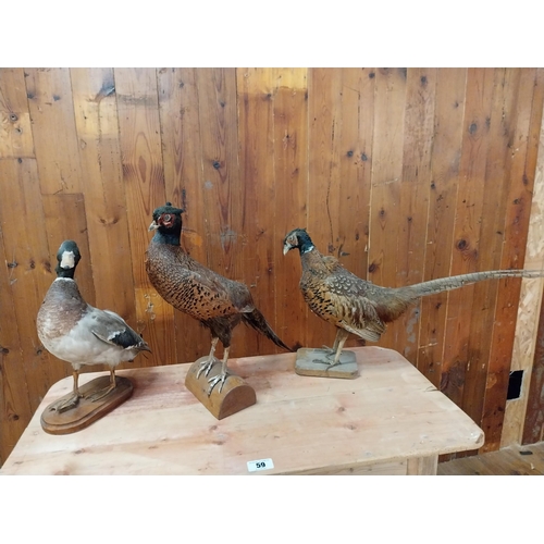 330 - Three taxidermy birds - Duck and two pheasants.