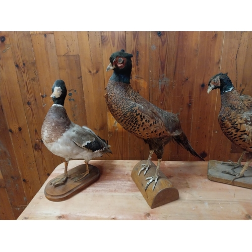 330 - Three taxidermy birds - Duck and two pheasants.