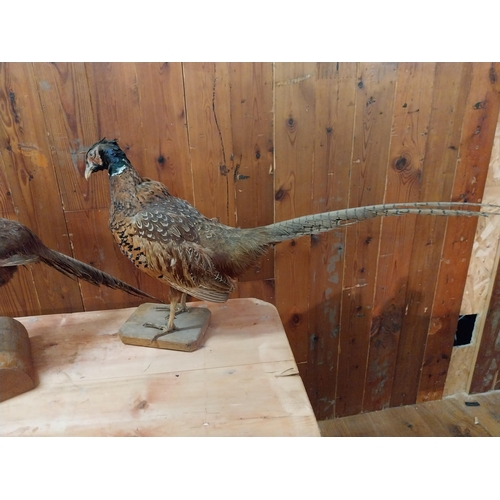 330 - Three taxidermy birds - Duck and two pheasants.