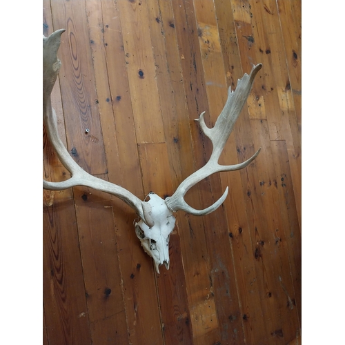 336 - Stag Antlers and Skull {76 cm H x 65 cm W x 38 cm D}.