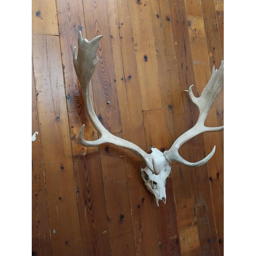 336 - Stag Antlers and Skull {76 cm H x 65 cm W x 38 cm D}.