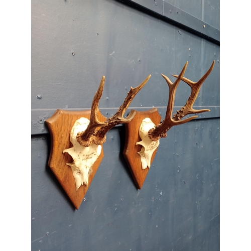 116 - Pair of Deer antlers mounted on plaques {H 40cm x W 15cm x D 17cm }.