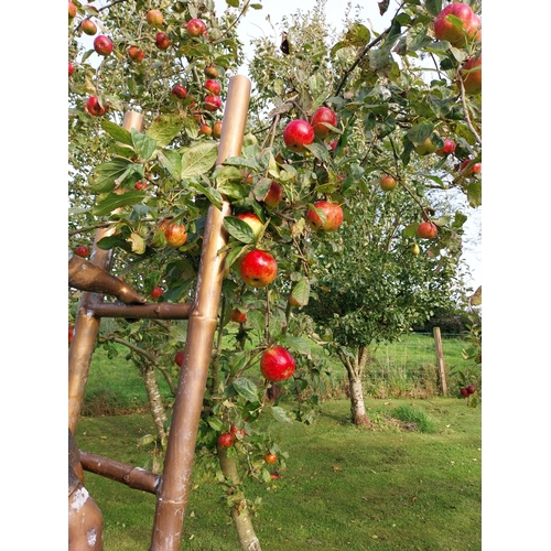 372 - Exceptional quality bronze sculpture The Apple Picker on a ladder {205cm H x 102cm W x 50cm D}