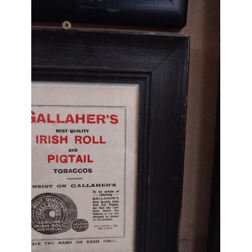 28 - Gallagher's Irish Roll and Pigtail tobacco advertising print in wooden frame. {30 cm H x 24 cm W}.