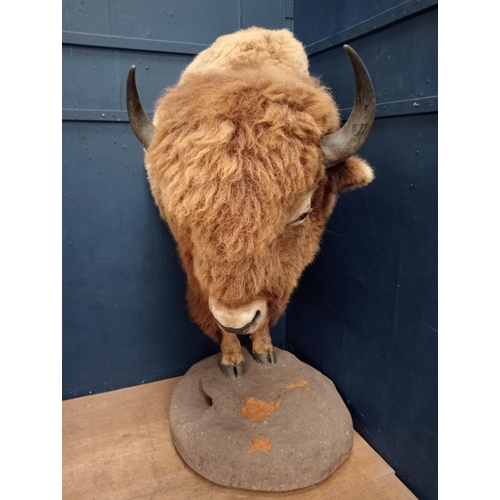 265 - Taxidermy model of Bison with drinks cabinet. {H 190cm x W 100cm x D 150cm}.