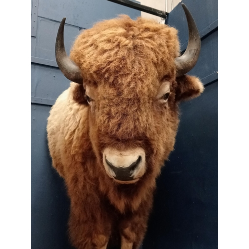 265 - Taxidermy model of Bison with drinks cabinet. {H 190cm x W 100cm x D 150cm}.