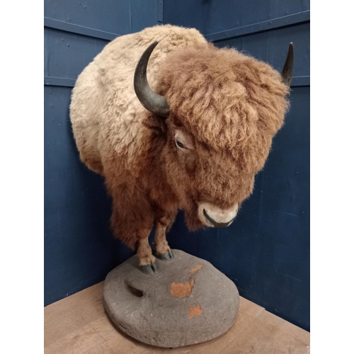 265 - Taxidermy model of Bison with drinks cabinet. {H 190cm x W 100cm x D 150cm}.