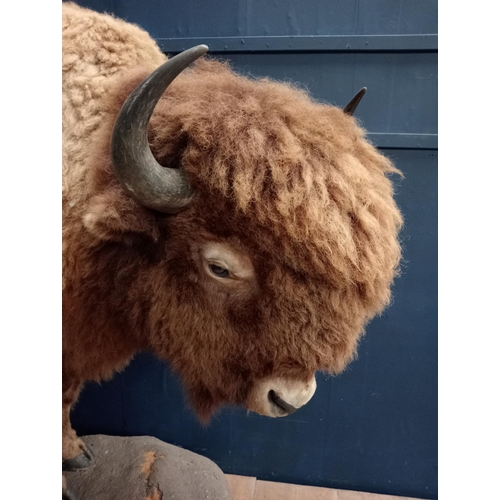 265 - Taxidermy model of Bison with drinks cabinet. {H 190cm x W 100cm x D 150cm}.