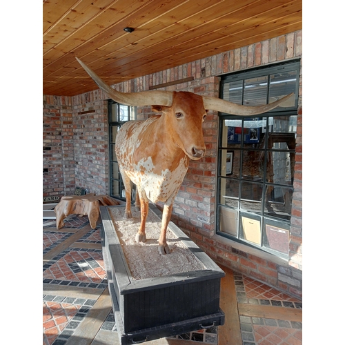 266 - Taxidermy model of Texas longhorn bull. {H 190cm x W 270cm x D 84cm }.