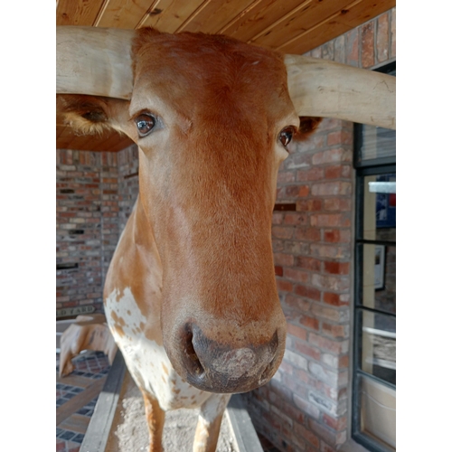 266 - Taxidermy model of Texas longhorn bull. {H 190cm x W 270cm x D 84cm }.