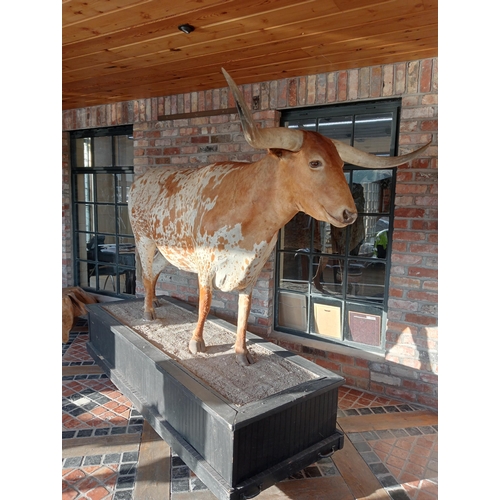 266 - Taxidermy model of Texas longhorn bull. {H 190cm x W 270cm x D 84cm }.