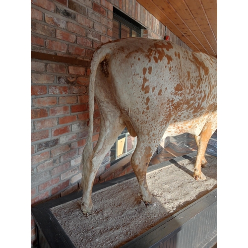 266 - Taxidermy model of Texas longhorn bull. {H 190cm x W 270cm x D 84cm }.