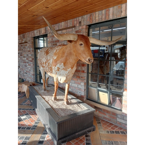 266 - Taxidermy model of Texas longhorn bull. {H 190cm x W 270cm x D 84cm }.