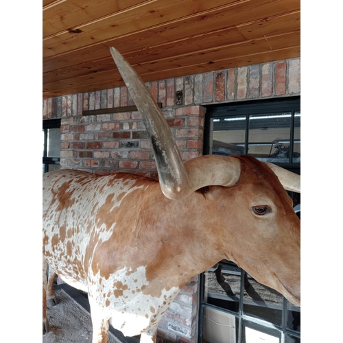 266 - Taxidermy model of Texas longhorn bull. {H 190cm x W 270cm x D 84cm }.