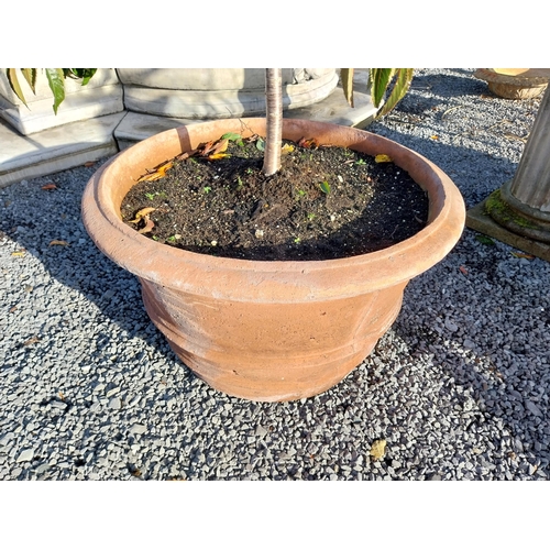 550 - Pair of moulded terracotta planters. {56 cm H x 30 cm Dia}.