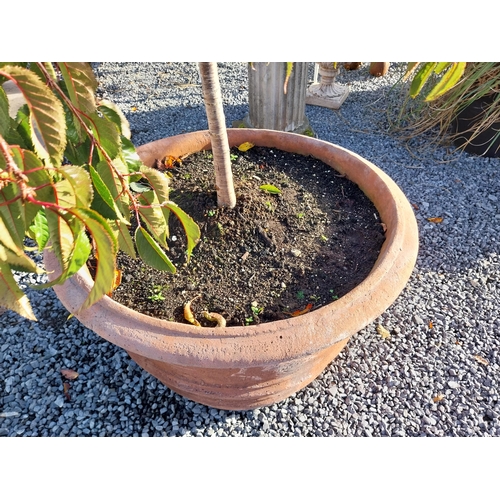 550 - Pair of moulded terracotta planters. {56 cm H x 30 cm Dia}.