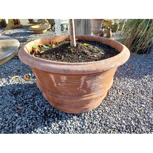 550 - Pair of moulded terracotta planters. {56 cm H x 30 cm Dia}.