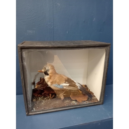 573 - Taxidermy Jay bird in glass showcase  {H 24cm x W 41cm x D 22cm}.