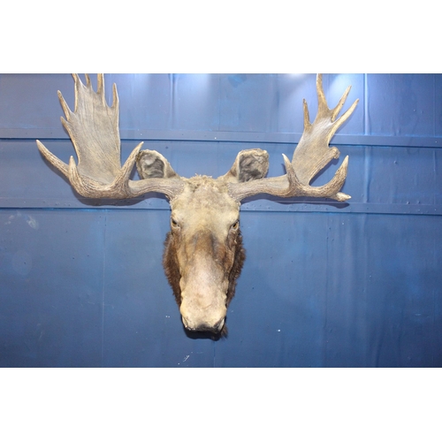 574 - Taxidermy large moose head  {H 115cm x W 60cm x D 58cm }.