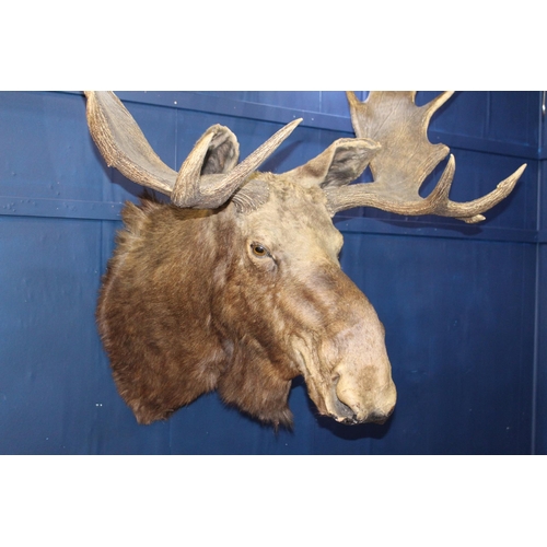 574 - Taxidermy large moose head  {H 115cm x W 60cm x D 58cm }.