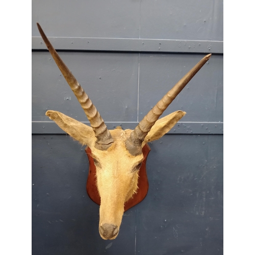 576 - Taxidermy  Gazelle head mounted on oak shield {H 63cm x W 42cm x W 4cm}.