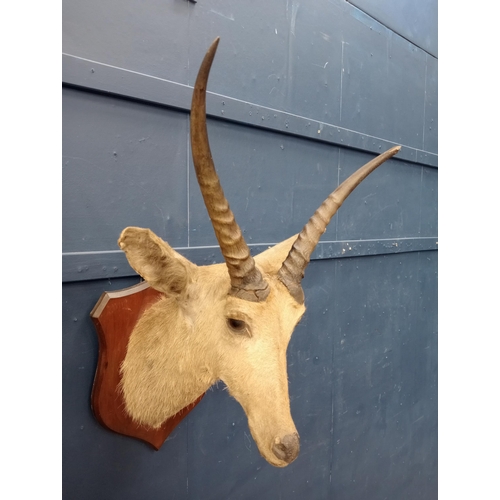 576 - Taxidermy  Gazelle head mounted on oak shield {H 63cm x W 42cm x W 4cm}.