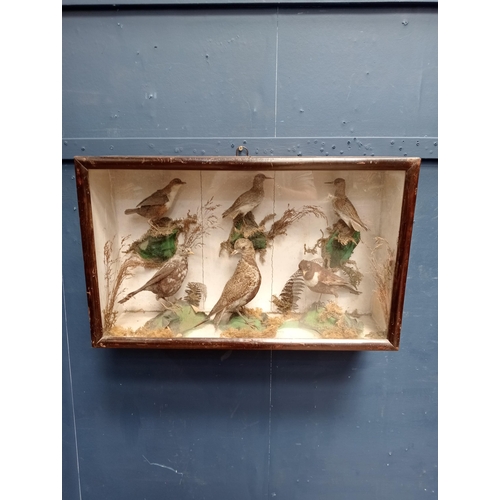 578 - Taxidermy showcase with six birds ( Sandpiper- Ring Ouzel-  Two Redshank- Starling and White throate... 