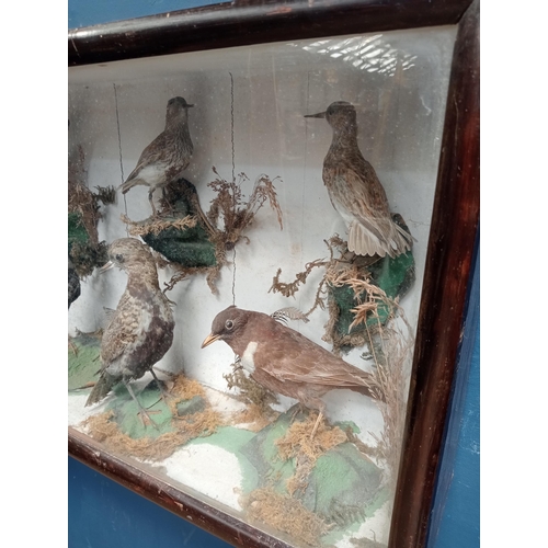 578 - Taxidermy showcase with six birds ( Sandpiper- Ring Ouzel-  Two Redshank- Starling and White throate... 