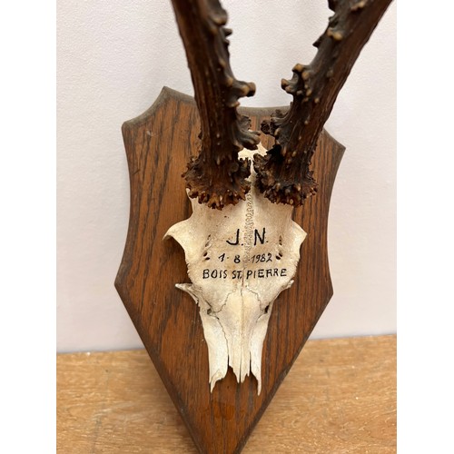20 - 19th C. deer antlers and skull mounted on oak shield plaque. {H 35cm x  W 14cm}.