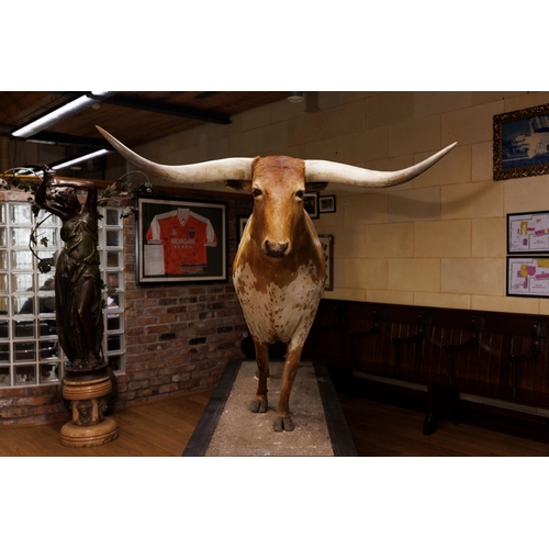 266 - Taxidermy model of Texas longhorn bull. {H 190cm x W 270cm x D 84cm }.