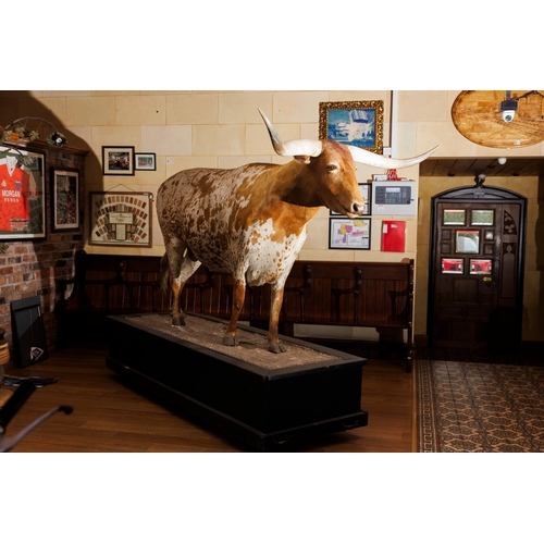 266 - Taxidermy model of Texas longhorn bull. {H 190cm x W 270cm x D 84cm }.