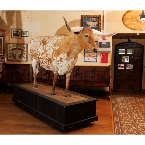 266 - Taxidermy model of Texas longhorn bull. {H 190cm x W 270cm x D 84cm }.