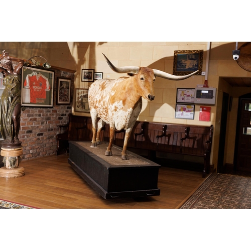 266 - Taxidermy model of Texas longhorn bull. {H 190cm x W 270cm x D 84cm }.