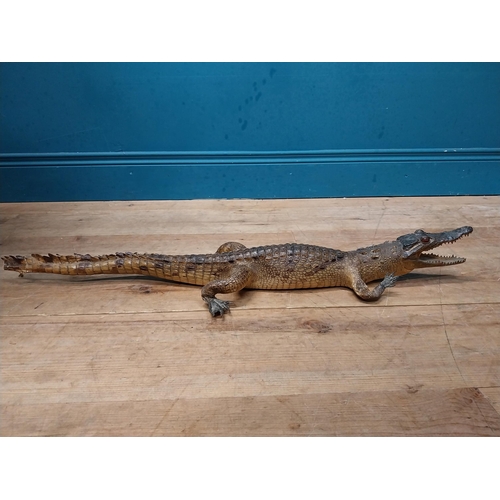 115 - Taxidermy model of Caiman. {9 cm H x 61 cm W x 25 cm D}.