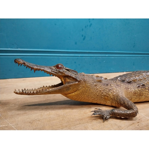 115 - Taxidermy model of Caiman. {9 cm H x 61 cm W x 25 cm D}.