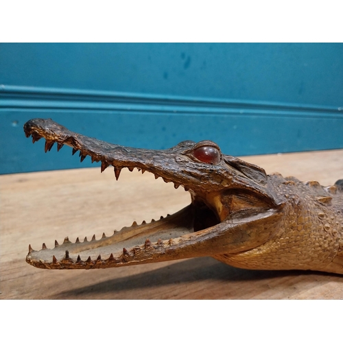 115 - Taxidermy model of Caiman. {9 cm H x 61 cm W x 25 cm D}.