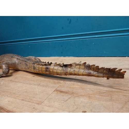 115 - Taxidermy model of Caiman. {9 cm H x 61 cm W x 25 cm D}.