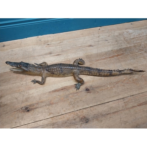 115 - Taxidermy model of Caiman. {9 cm H x 61 cm W x 25 cm D}.