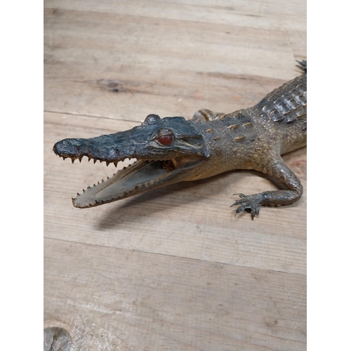 115 - Taxidermy model of Caiman. {9 cm H x 61 cm W x 25 cm D}.