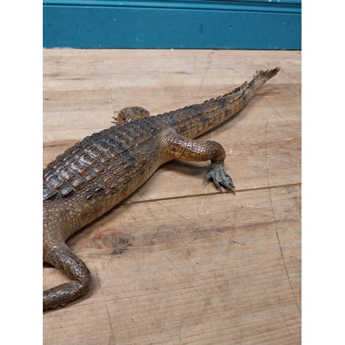 115 - Taxidermy model of Caiman. {9 cm H x 61 cm W x 25 cm D}.