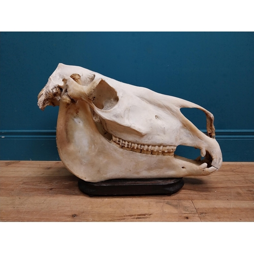 116 - Taxidermy model of Camel skull on wooden stand. {43 cm H x 60 cm W x 18 cm D}.