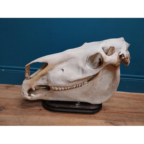 116 - Taxidermy model of Camel skull on wooden stand. {43 cm H x 60 cm W x 18 cm D}.