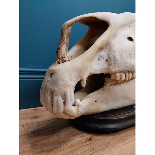 116 - Taxidermy model of Camel skull on wooden stand. {43 cm H x 60 cm W x 18 cm D}.